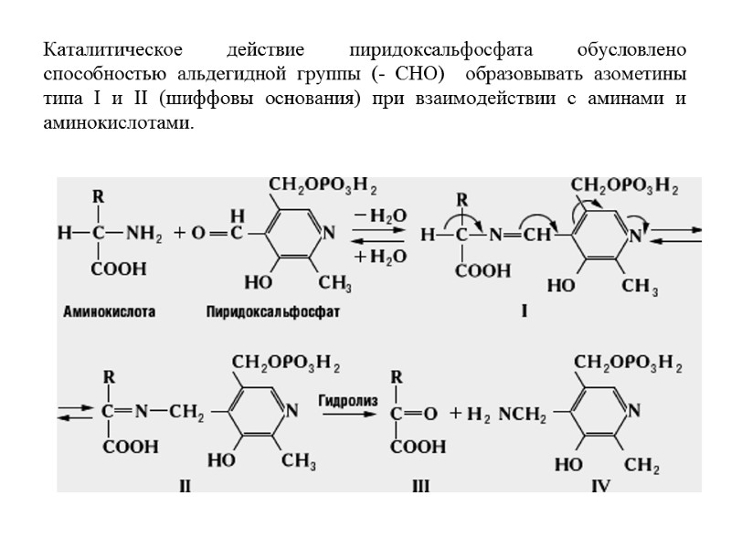 Каталитическое действие пиридоксальфосфата обусловлено способностью альдегидной группы (- CHO) образовывать азометины типа I Каталитическое действие пиридоксальфосфата обусловлено способностью альдегидной группы (- CHO) образовывать азометины типа I